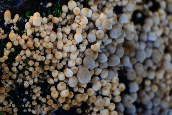 Toadstools