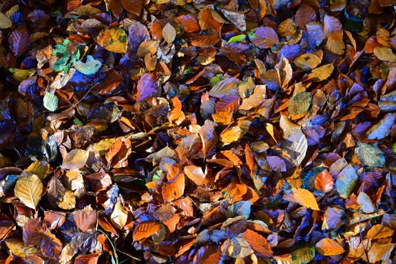 Autumn Leaves