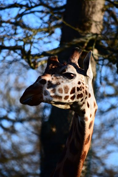 Giraffe