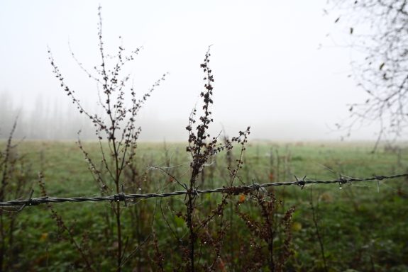 Exploring Closeup Photography Outdoors