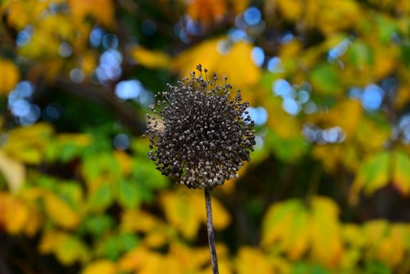 Allium ended