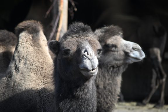 Exploring Telephoto Lens Photography