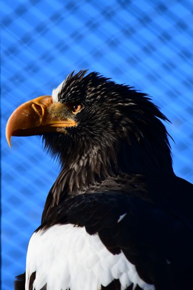 Stellar's Sea Eagle