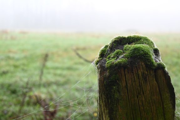 Exploring Shallow Depth of Field