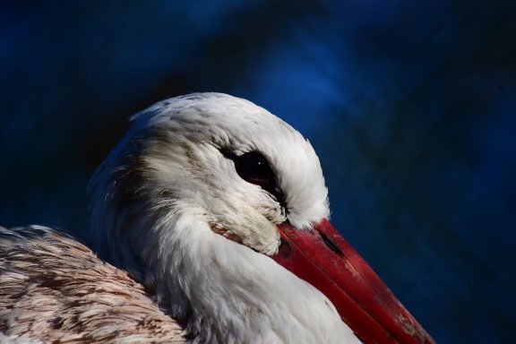 Crane