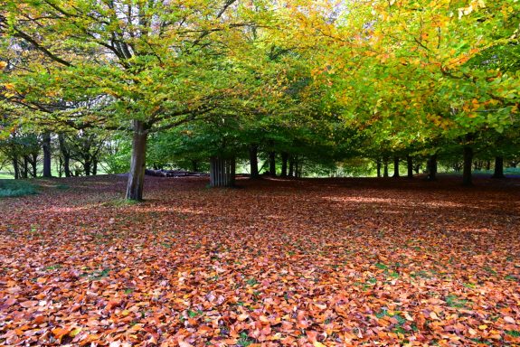Woodland Walk